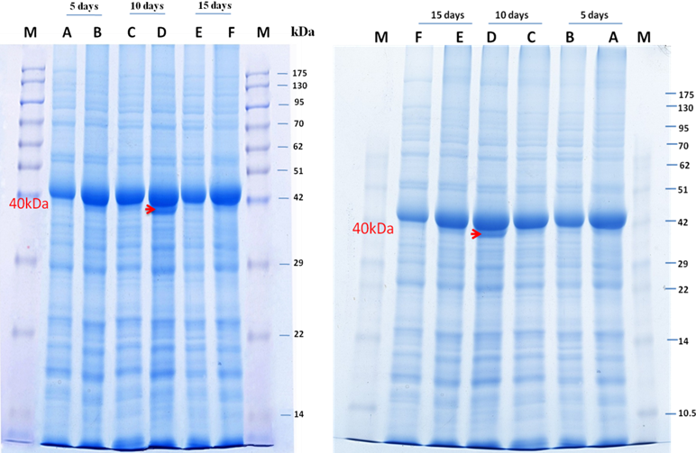 SDS-PAGE protein profile from chickpea seedlings grown under normal temperature and high temperature. M-Medium range marker, Lane A-5 days NT, Lane B-5 days HT, Lane C-10 days NT, Lane D-10 days HT, Lane E-15 days NT, Lane F-15 days HT (A)-Pusa-256, (B)- JG-11.